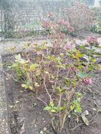 Hortensia 4x, Tuin en Terras, Planten | Struiken en Hagen, Ophalen, Hortensia, Struik, Minder dan 100 cm