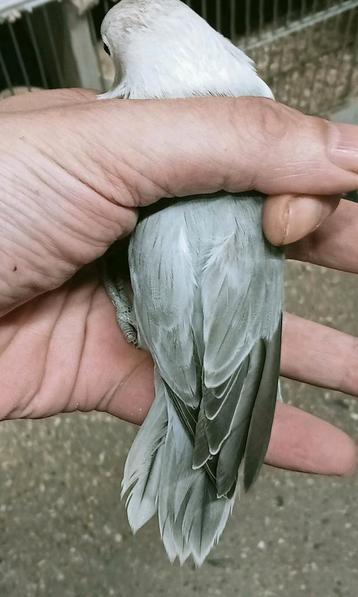 Prachtige piep jonge agapornis fisheri opaline grijs violet  beschikbaar voor biedingen