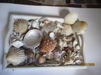 Schelpen partij grotere en kleine en wat mineraal steentjes, Ophalen of Verzenden, Schelp(en)