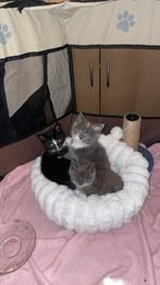 Zwart katertje (laatste uit het nest) zoekt een warm mandje, Dieren en Toebehoren, Kater