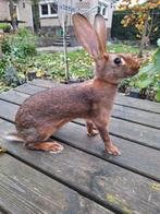 Belgische Haas - voedster, Dieren en Toebehoren, Konijnen, Vrouwelijk, Dwerg