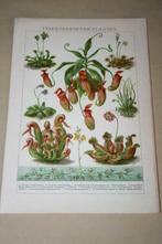 Antieke kleurenlitho - Insektenetende planten - Ca 1900 !!, Ophalen of Verzenden