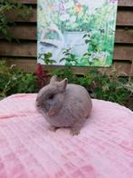 Te koop mooie  kleurdwerg feh voedster!, Dieren en Toebehoren, Konijnen, Vrouwelijk, Dwerg, 0 tot 2 jaar
