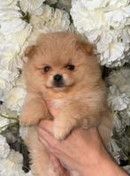 Prachtige Pomeranian meisje pomeriaan, Dieren en Toebehoren, Keeshond, Teef, Eén hond, Nederland