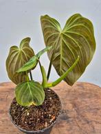 Philodendron Splendid p12 (2)