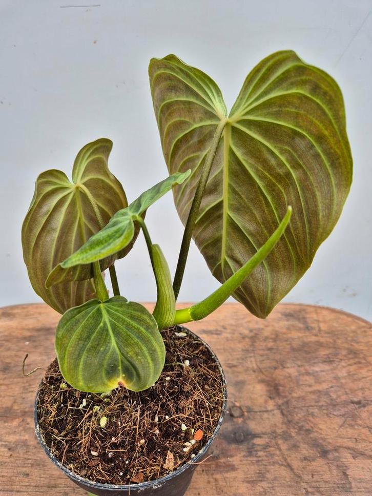 Philodendron Splendid p12 (2), Huis en Inrichting, Kamerplanten, Minder dan 100 cm, Halfschaduw, Ophalen of Verzenden
