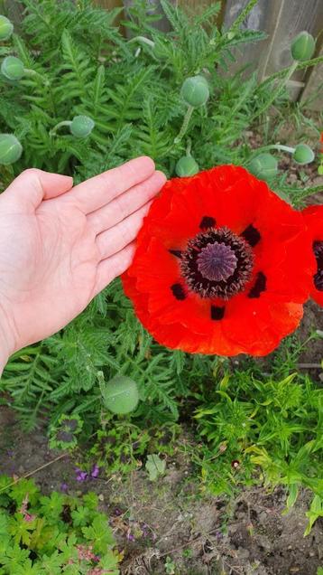 Bio zaden Reuzenpapaver - Papaver orientale beschikbaar voor biedingen