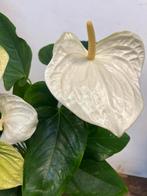 Anthurium – 60 cm glanzend blad, Ophalen, Halfschaduw, Minder dan 100 cm