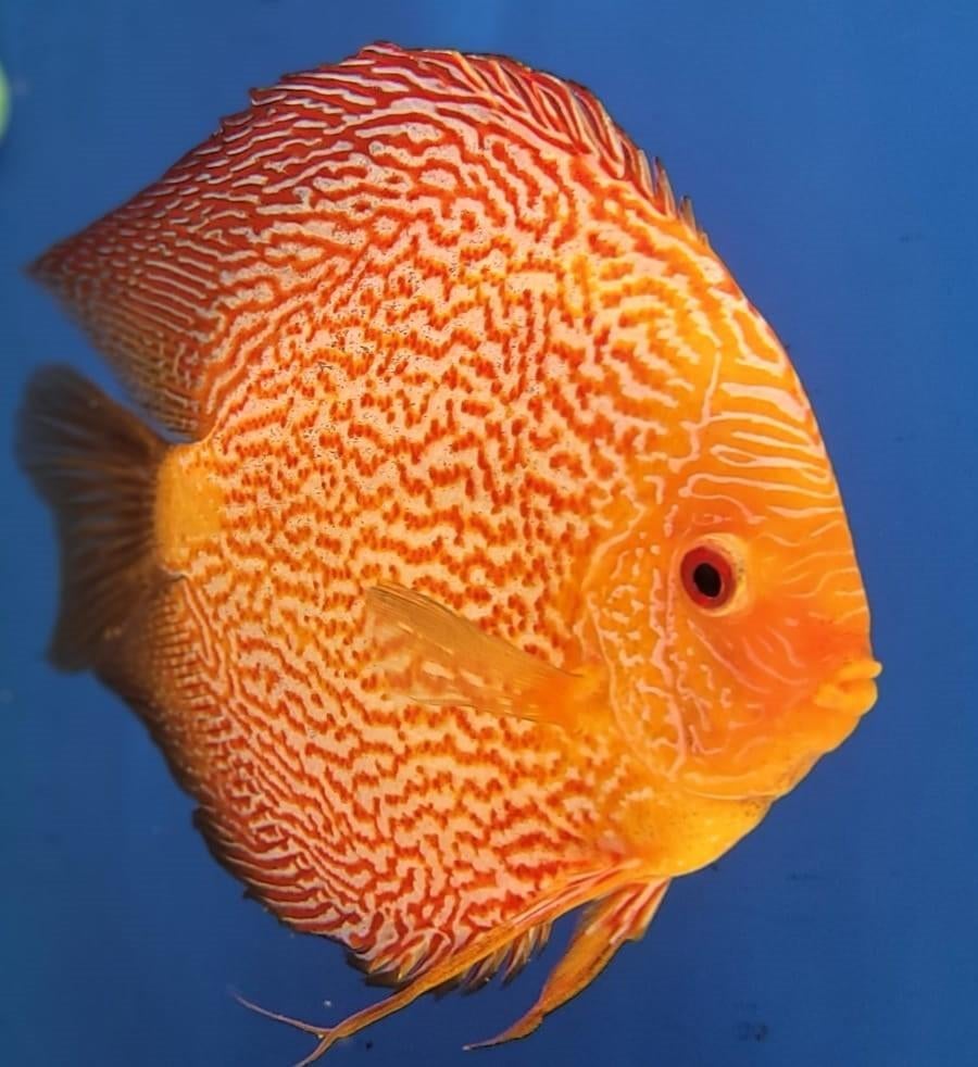 discusvis,discusvissen, Vis, Zoetwatervis, Schoolvis