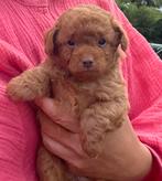 poedel pups, Overige rassen, CDV (hondenziekte), 8 tot 15 weken, Teef