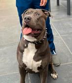American Bully XL, België, Particulier, Reu, Eén hond