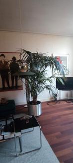 Majestueuze Kentia Palm - 2.30m!, Ophalen