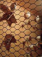 8 Csepeler hoogvliegers te koop voor €8,- p.s. in Eibergen, Dieren en Toebehoren, Geslacht onbekend, Overige soorten