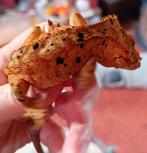 Wimpergekko man inktspot superdalmatian, Hagedis, 3 tot 6 jaar