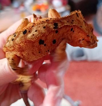 Wimpergekko man inktspot superdalmatian  beschikbaar voor biedingen