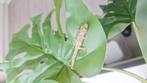 Nakweek eurydactylodes vieillardi, Dieren en Toebehoren, Reptielen en Amfibieën, Hagedis, 0 tot 2 jaar