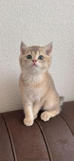 Britse korthaar blue golden shaded katerje, Dieren en Toebehoren, Kater, Ontwormd, 0 tot 2 jaar