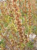 Teunisbloem, plant of zaad of allebei, Ophalen, Overige soorten, Minder dan 100 cm