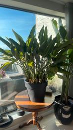 strelitzia reginae paradijsvogelplant, Ophalen of Verzenden, Volle zon, Overige soorten