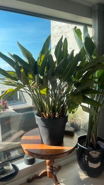 strelitzia reginae paradijsvogelplant beschikbaar voor biedingen