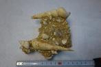fossiel Turitelles en Terebra en Fuses Miocene, Ophalen of Verzenden, Fossiel