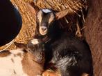 Zeer lief en mak fleslam leblam zoekt nieuw huis, Dieren en Toebehoren, Schapen, Geiten en Varkens, Mannelijk, Geit, 0 tot 2 jaar