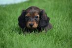 Teckel dwerg langhaar bij ons geboren., Dieren en Toebehoren, België, Reu, 8 tot 15 weken, Dwerg