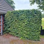 Groene beuk haag, Ophalen, Beukenhaag, 100 tot 250 cm