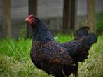 Overname kippen en andere dieren, Dieren en Toebehoren, Pluimvee, Meerdere dieren, Kip