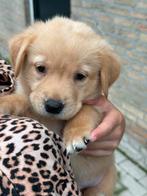 Labrador Redfox x Nova scotia, Nederland, 8 tot 15 weken, Labrador retriever, CDV (hondenziekte)