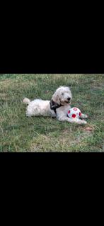Labradoodle zoekt een vooraltijd huisje, Dieren en Toebehoren, Reu, 8 tot 15 weken, Eén hond, Nederland