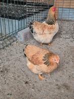 Wyandotte Colombia buff kriel hennen, Dieren en Toebehoren, Pluimvee, Vrouwelijk, Kip