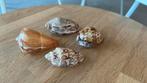 Schelpen set, Verzamelen, Mineralen en Fossielen, Ophalen of Verzenden, Schelp(en)