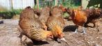 Brahma kriel hennen te koop, Dieren en Toebehoren, Vrouwelijk, Kip
