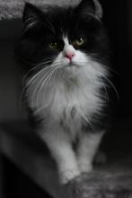 Herplaatsing 2 siberische x ragdoll kittens, Dieren en Toebehoren, Katten en Kittens | Raskatten | Langhaar, Meerdere dieren, Ontwormd