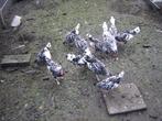 holl. hoen zilver zwart gelovert, Meerdere dieren, Kip