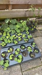 Opruiming! Tuinplanten, Ophalen of Verzenden, Overige soorten, Volle zon