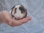Zeugje teddy cavia, Vrouwelijk, Cavia, Tam