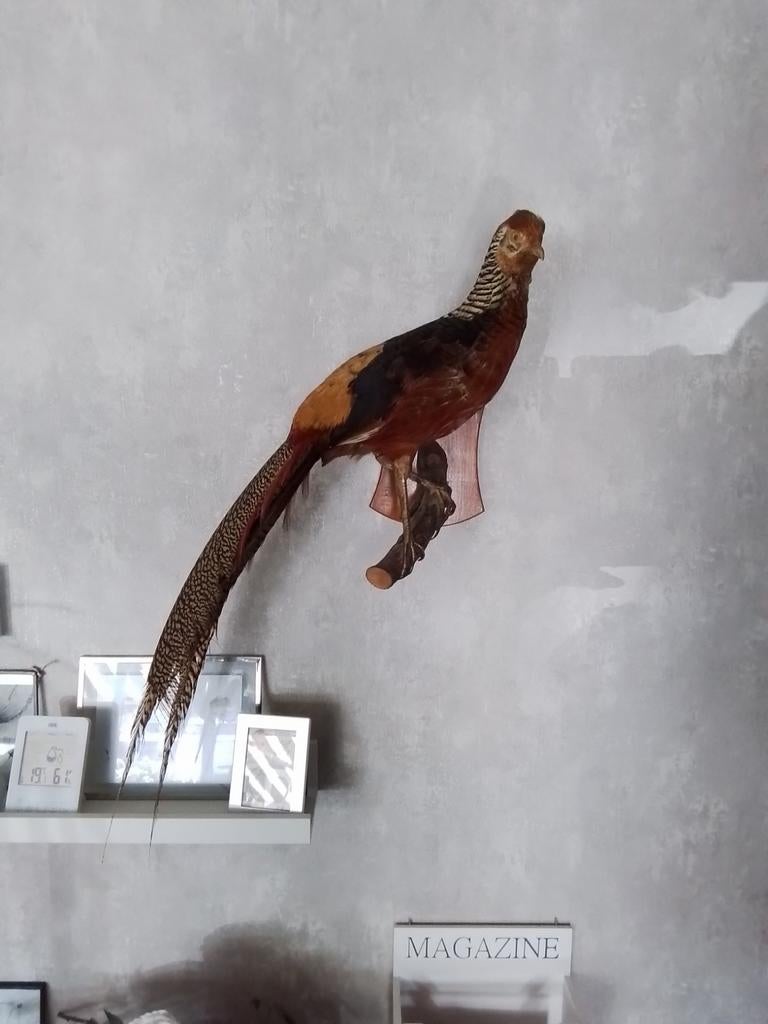 Goudfazant taxidermie uit 1966, Antiek en Kunst, Antiek | Overige Antiek, Ophalen