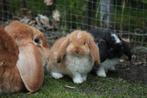 Jonge raszuivere Franse hangoren, Dieren en Toebehoren, Konijnen, Meerdere dieren, Groot, Hangoor