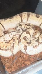 Volwas bewezen Fire spider yellowbelly dame., Slang