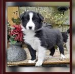 Prachtige, raszuivere Border Collie pups, Dieren en Toebehoren, Honden | Herdershonden en Veedrijvers, 8 tot 15 weken, Teef, Collie