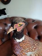 Opgezette fazant, Dieren en Toebehoren, Meerdere dieren, Tropenvogel