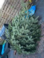 Kerstboom echte te koop, Tuin en Terras, Planten | Bomen, Ophalen of Verzenden, Halfschaduw, Overige soorten, 100 tot 250 cm