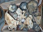 Oesterschelpen uit Normandie, Ophalen of Verzenden
