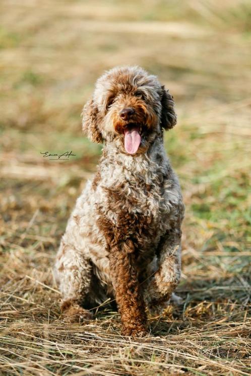 Maandag 12-5 röntgen: Labradoodle Nestje van Hazel & Sem, Dieren en Toebehoren, Honden | Retrievers, Spaniëls en Waterhonden, Meerdere dieren