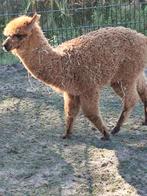 Jonge Alpaca merrie, Dieren en Toebehoren, Overige Dieren, Januari, Vrouwelijk