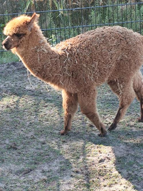 Jonge Alpaca merrie, Dieren en Toebehoren, Overige Dieren, Vrouwelijk, Januari
