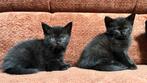 BRITSE X EUROPESE KORTHAAR KITTENS, Meerdere dieren, Ontwormd, 0 tot 2 jaar