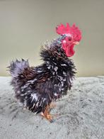 Krulveer Serama haantje, Dieren en Toebehoren, Mannelijk, Kip